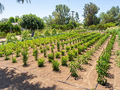 farm is located on Edwards Ranch Estates in the foothills of the city of Orange and the Santa Ana mountains