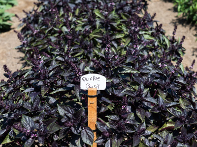 Bushes of purple basil.