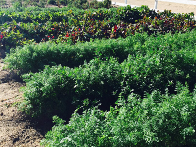 Rows of short produce bushes.