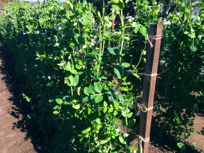 Rows of tall produce bushes.