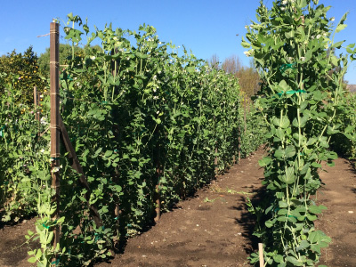 Rows of tall produce bushes.