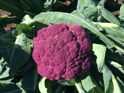 A bush with a purple Romanesco.