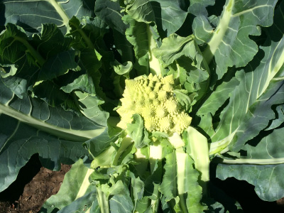 A bush with a budding Romanesco.