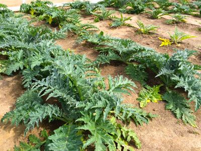 Rows of short produce bushes.