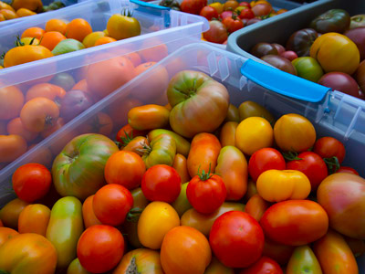 Boxes of red, orange, yellow, and green tomatoes.