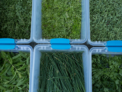 Boxes of chives, parsley, sage, thyme, oregano, and mint.