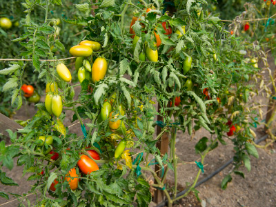 Rows of tomato bushes with yellow, orange, red, and green tomatoes hanging off.