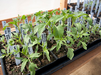 A planter filled with green herbs.